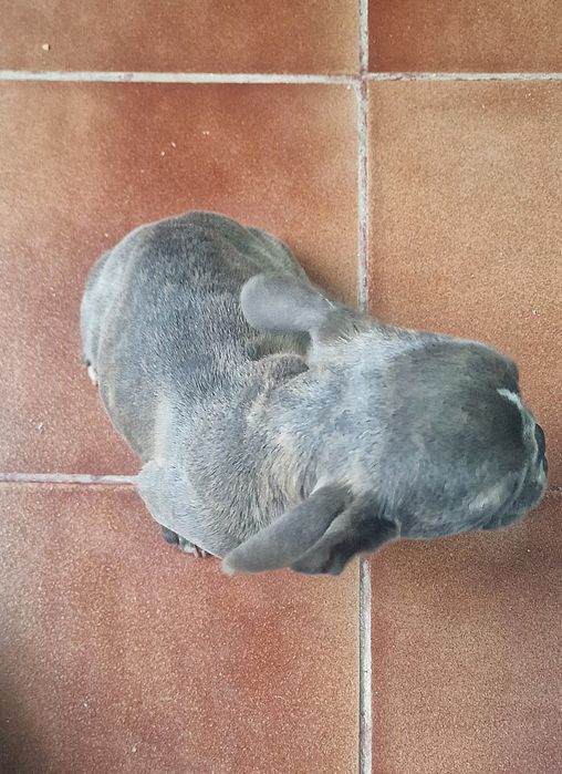 Buldogue francês femea