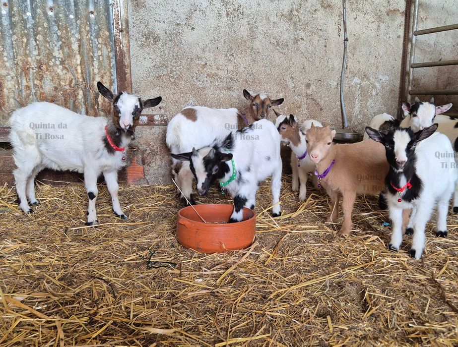 Cabras Anãs e Cabrinhas Micro Anãs