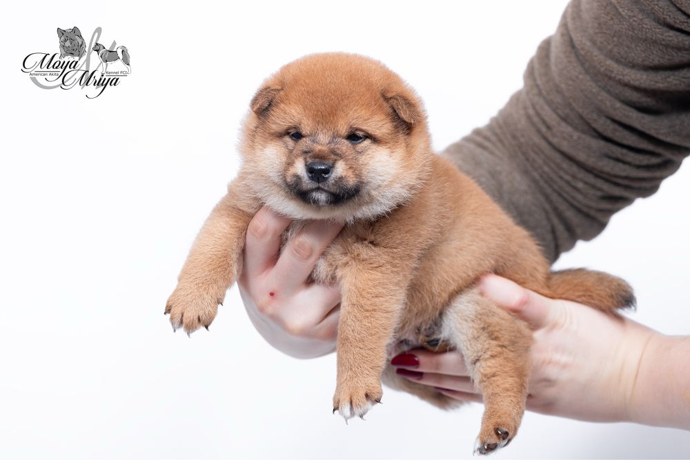 Шиба іну / шиба ину / Shiba inu