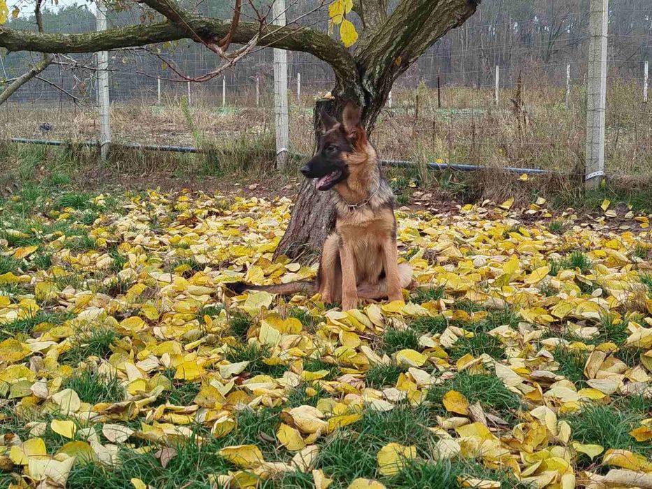 Німецька вівчарка Сука