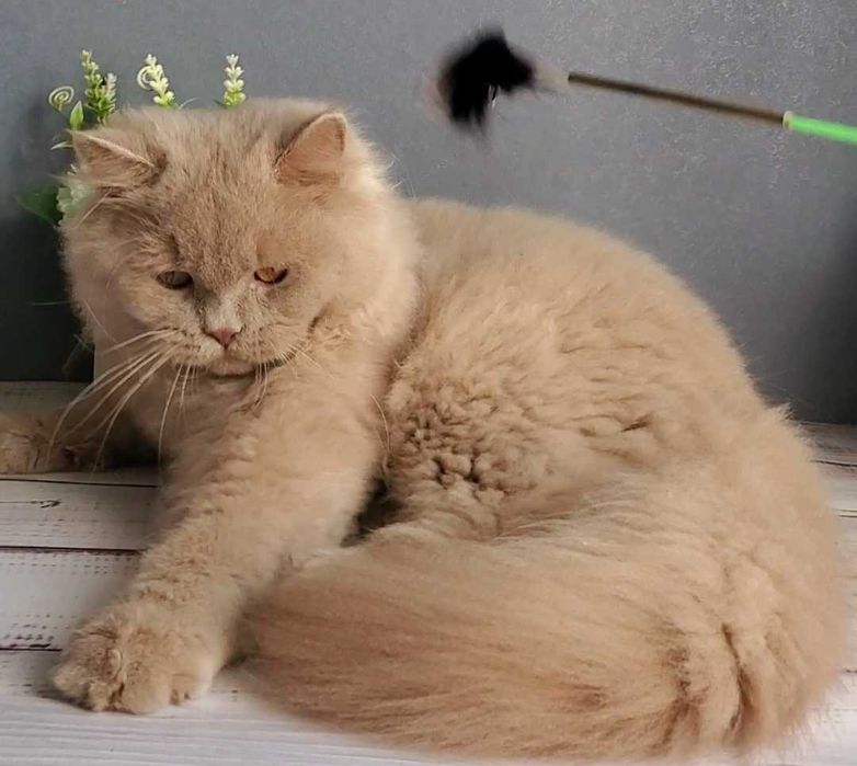 Лагідний котик британець.