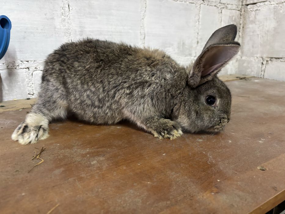 Sprzedam krolika samice