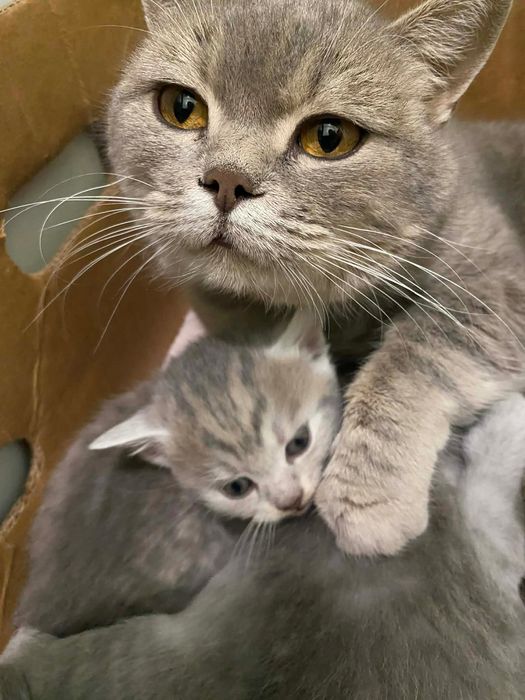 Кошенята шотланської прямовухої