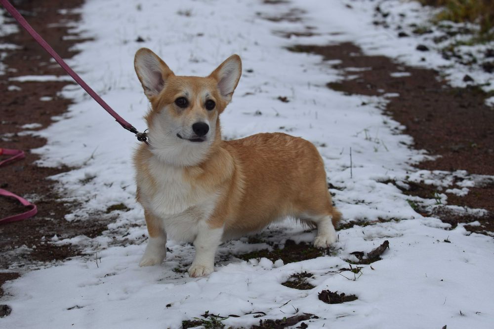 Цуценята вельш коргі пемброк