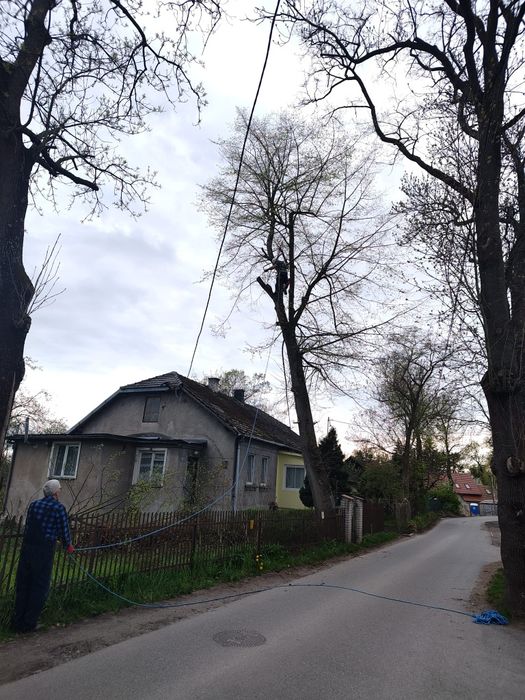 WYCINKA DRZEW trudnych, pielęgnacja | Frezowanie usuwanie pni | Rębak | Mulczer leśny, czysczenie działek | Usługi Ogrodnicze