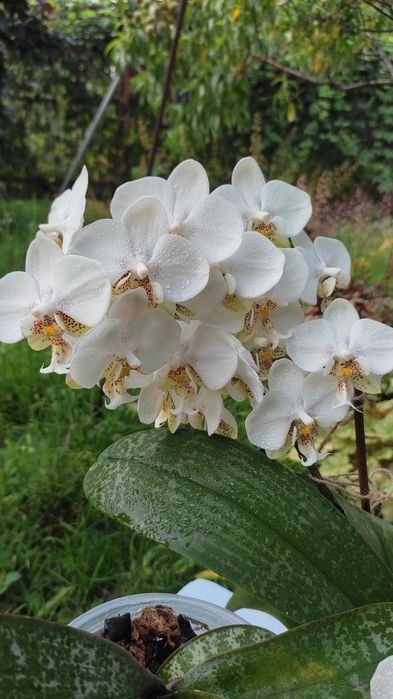 Орхідея фаленопсис Стюартіана Піко Чіп, Pico Chip