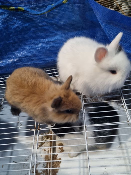 Coelhos bebes mini lop, mini holandeses e toy do criador
