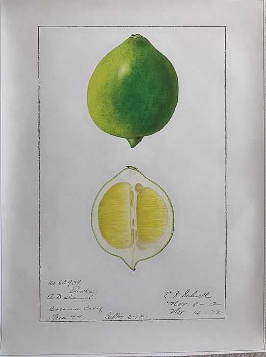 Gobelin na płótnie HD/Obrazek/Vintage Retro Fruit/Lime