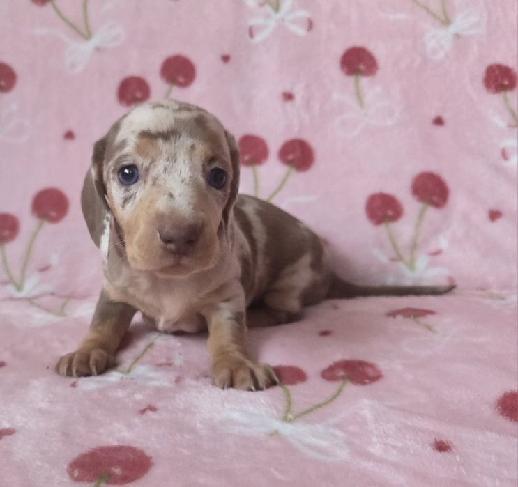 Jamnik miniaturowy suczka