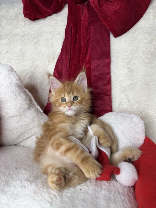 Koteczka maine coon ruda klasyczna   cudowne łagodne olbrzymy