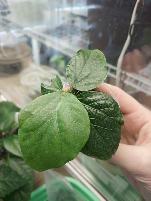 Сортовий гібіскус