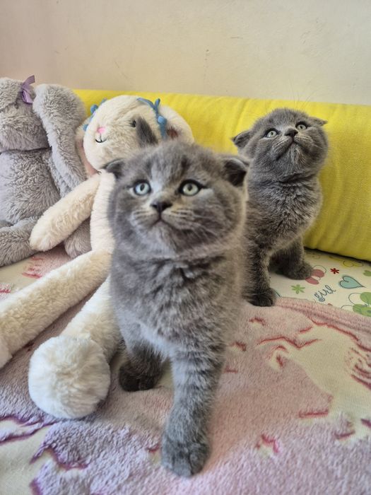 Macho Scottish Fold