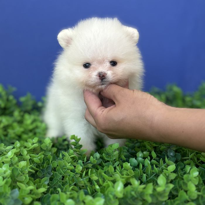 ляльковий ведмедик шоу класса