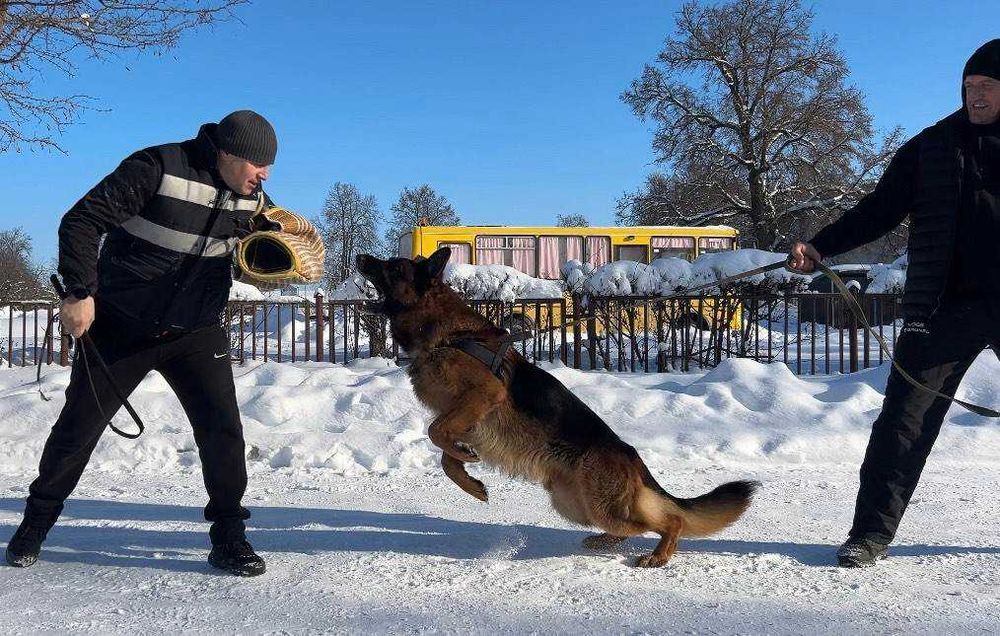 Німецька вівчарка