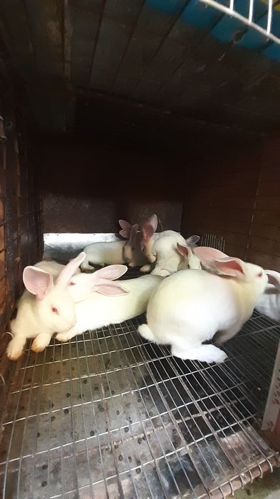 Кролики порода Термон