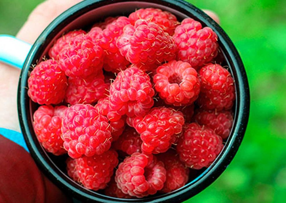 Ремонтантна малина з високою врожайністю та великими ягодами купити