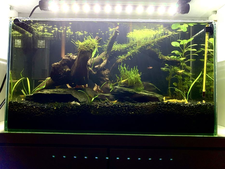 Akwarium 13L z lampą i pokrywa
