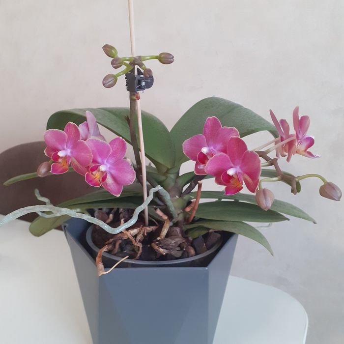 Орхідея домашня.