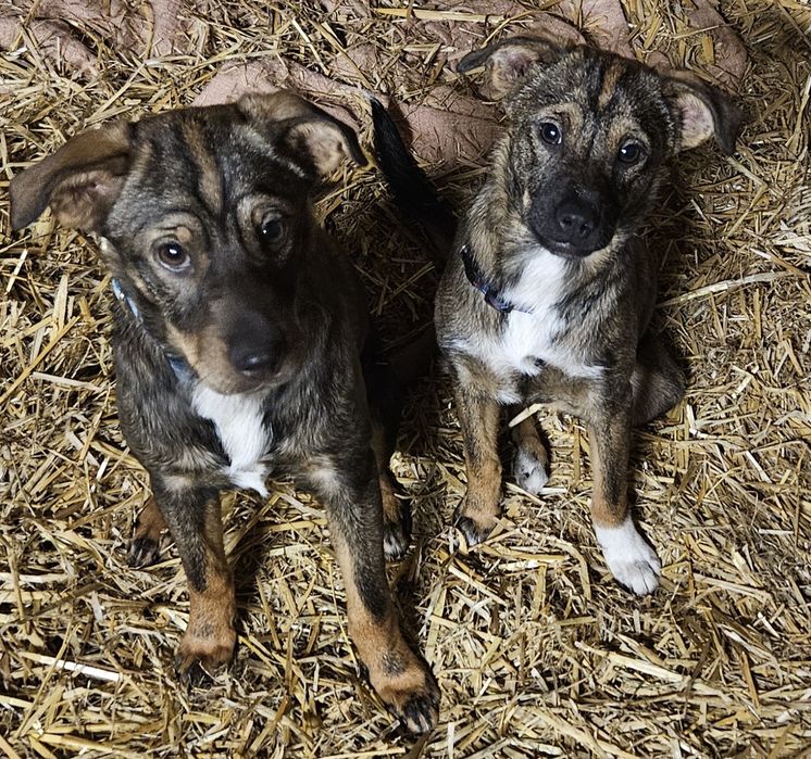 Suczka 11 miesięcy do adopcji
