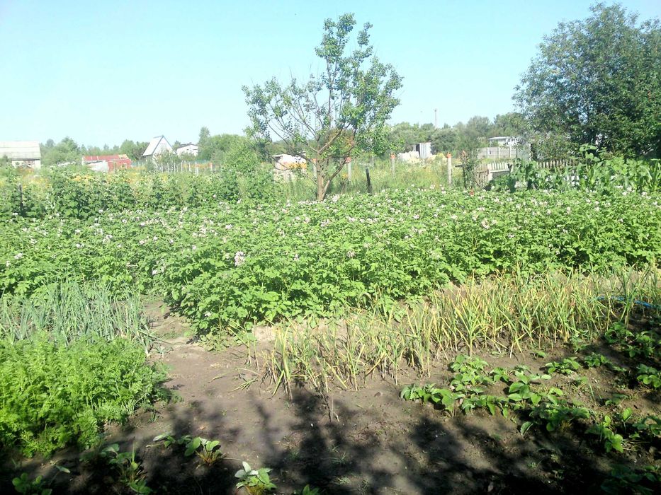 Продаю дачу в Броварському р-ні з усіма зручностями