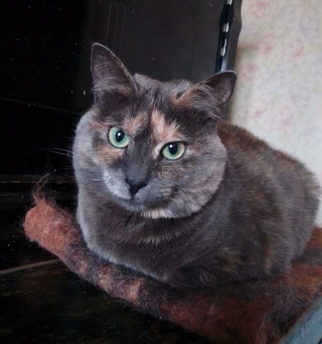Отдам даром в добрые руки зеленоглазую трехцветную кошечку