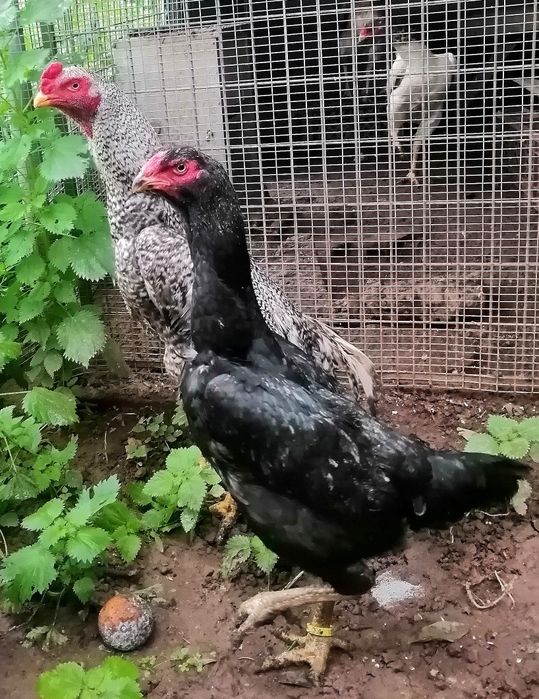 Galgos/Galinhas Raça Pura Shamo