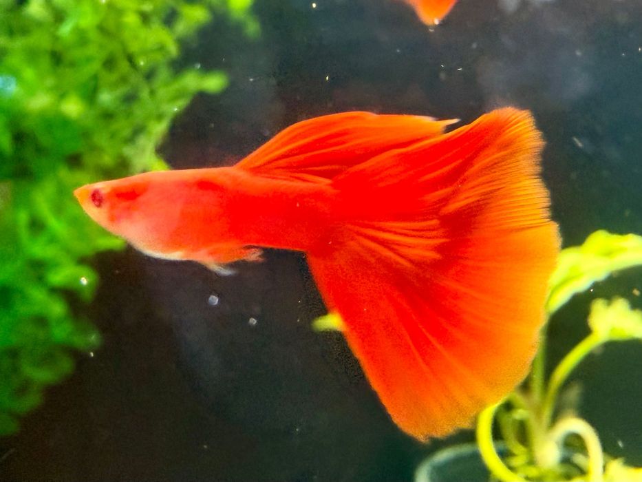 Gupik Full Red Albino