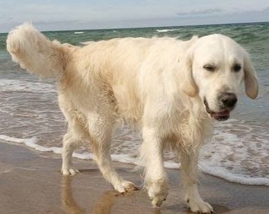 Golden retriever