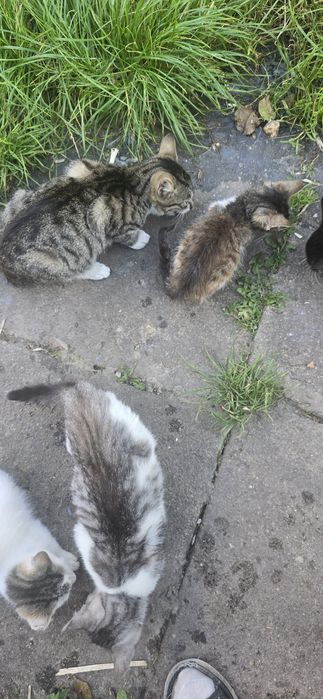 Oddam kotki w dobre rence