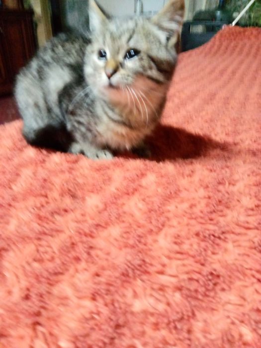 Кошенятко дівчинка ,  2,5 місяців