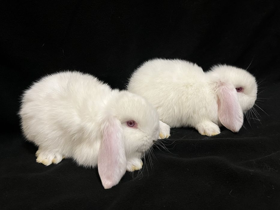 Królik baran francuski biały