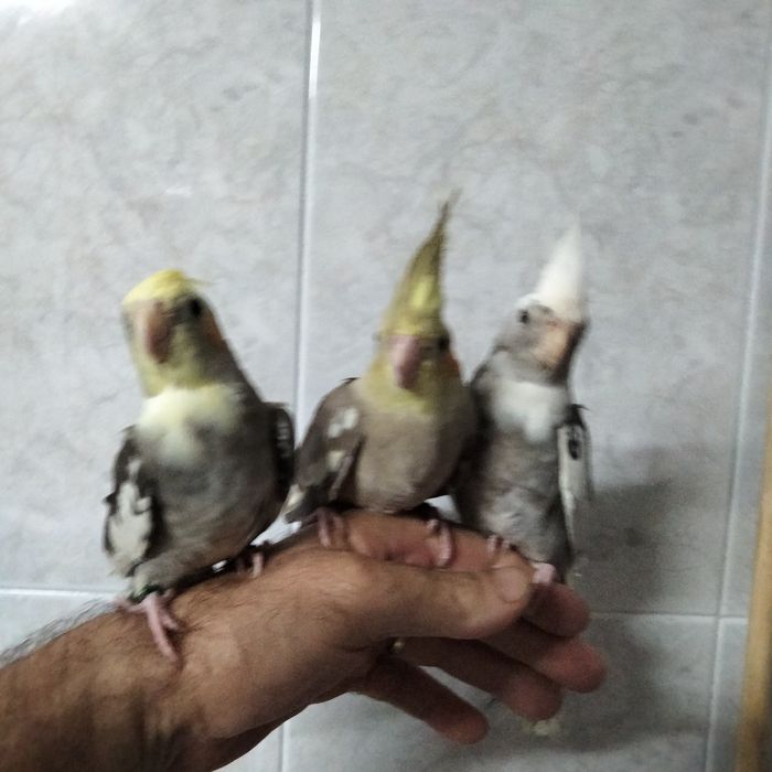 Caturras domésticados
