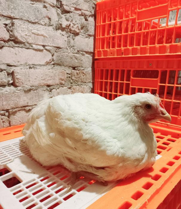 Бройлер живою вагою.