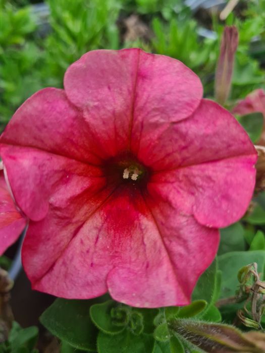 Surfinia Petunia supertunia tanie sadzonki w doniczce na balkon taras