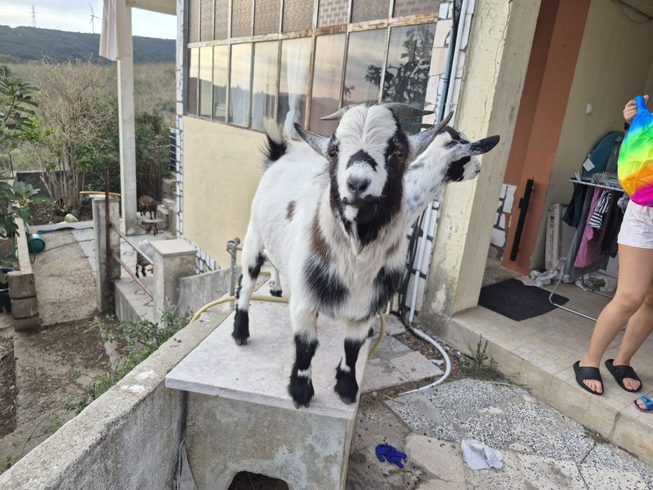 cabras anãs macho com 12 meses