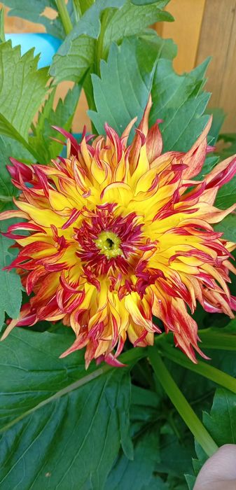 Mix Dalia ,georginia
