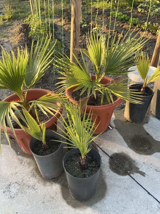 Palmeira leque em vaso