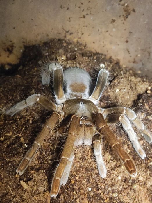 Hysterocrates gigas.dorosła samica