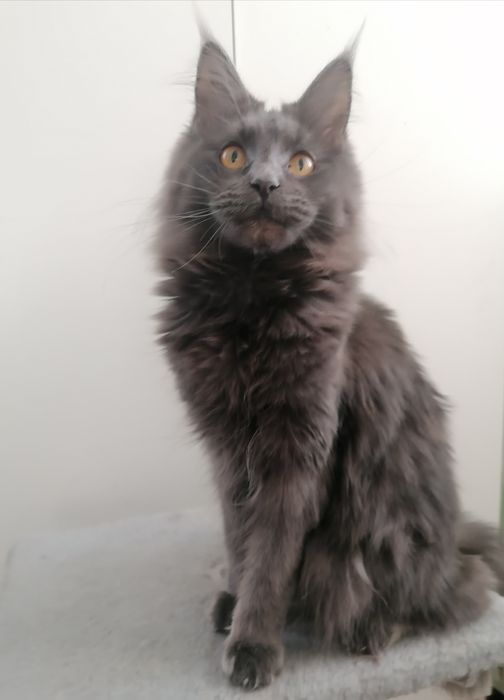 Мейн-кун дівчинка