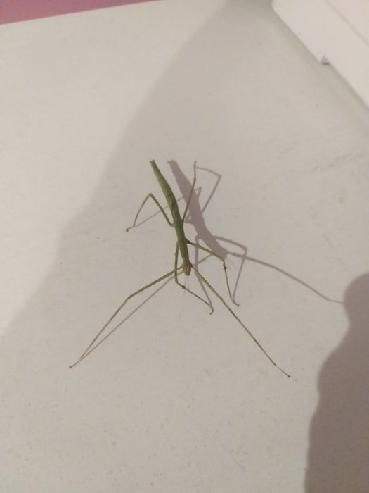 Oddam patyczaki dorosłe