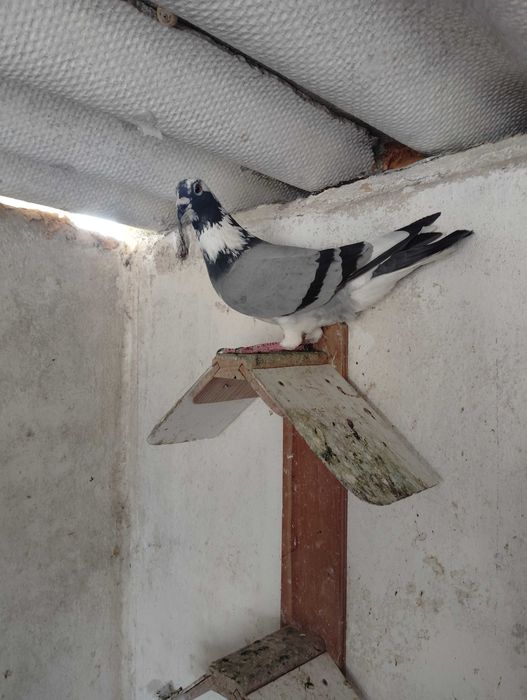 Pombos correios reprodutores