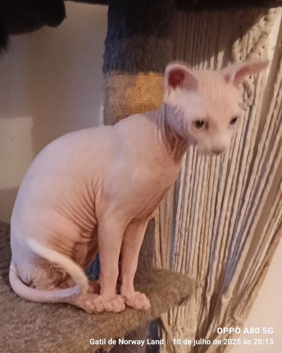 Gatinho Sphynx com LOP