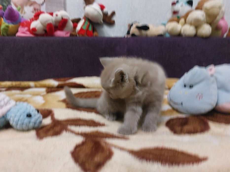 Срочно Продам малышей