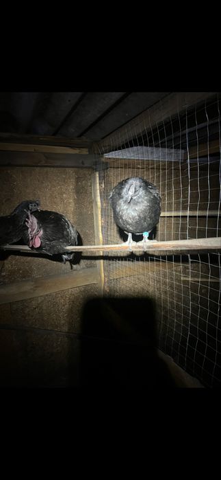 Инкубационное яйцо аям-цемани