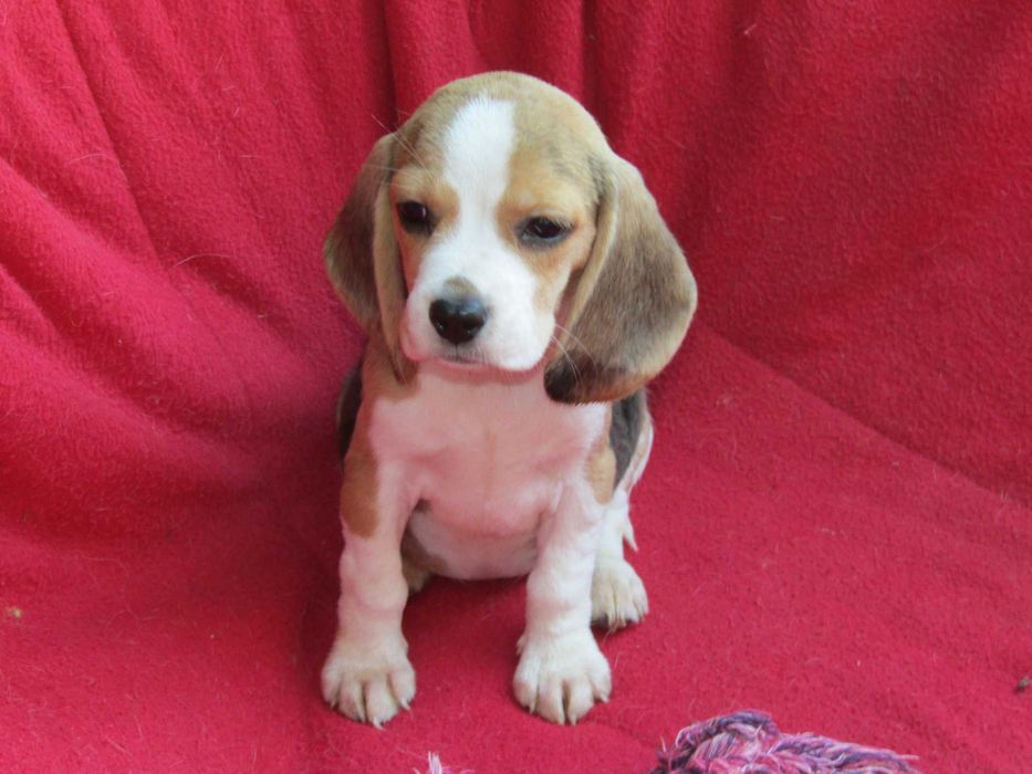 Beagle Tricolor, Raça Pura, LOP/Pedigree/Afixo, Porte Pequeno.
