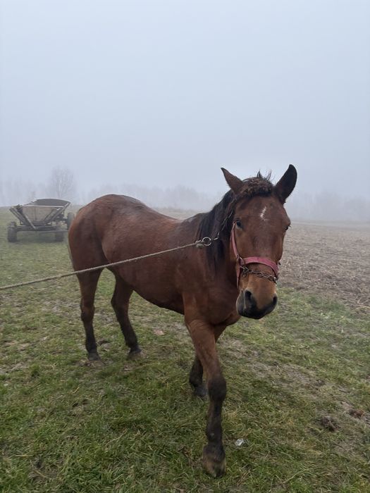 Продам кобилу.