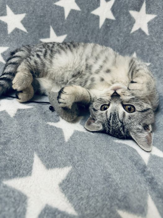 Шотландські кошенята/Scottishcats/Дівчатка