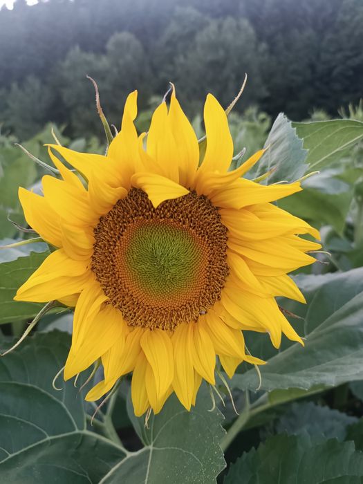 Kwiaty skończenia świeże Polecam