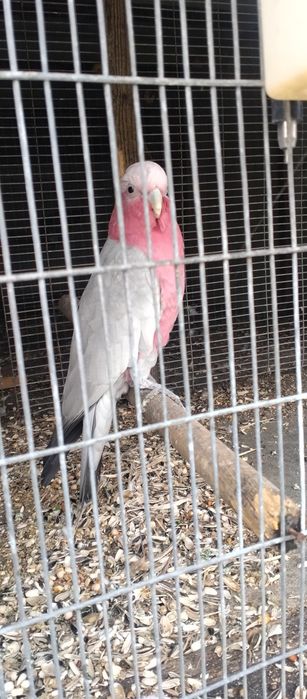 Vendo Macho Cacatua Galah