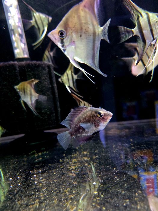 Pielęgnica uaru (Uaru amphiacanthoides)